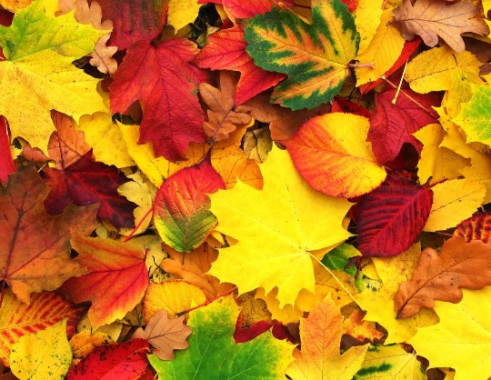 "Осенних листьев волшебство". Концертная программа,  посвященная празднованию  Международного дня пожилых людей и Дня учителя